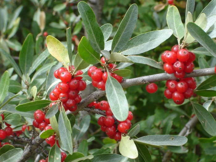 Shepherdia argentea image