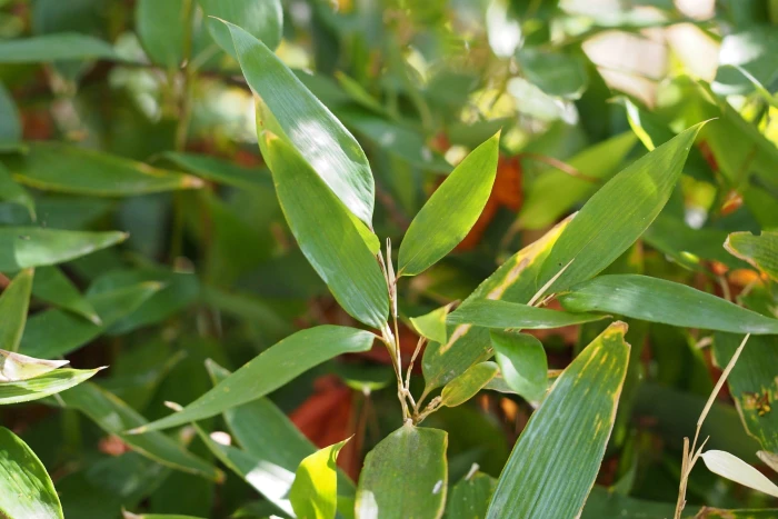 Shibataea kumasaca image