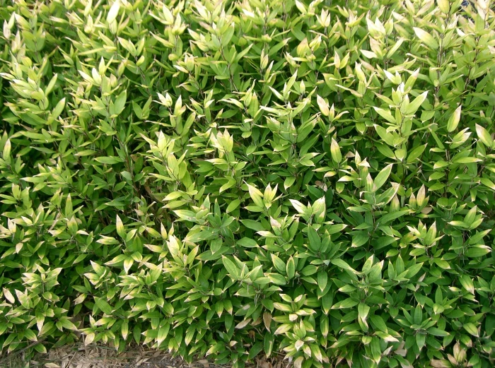 Shibataea kumasasa image