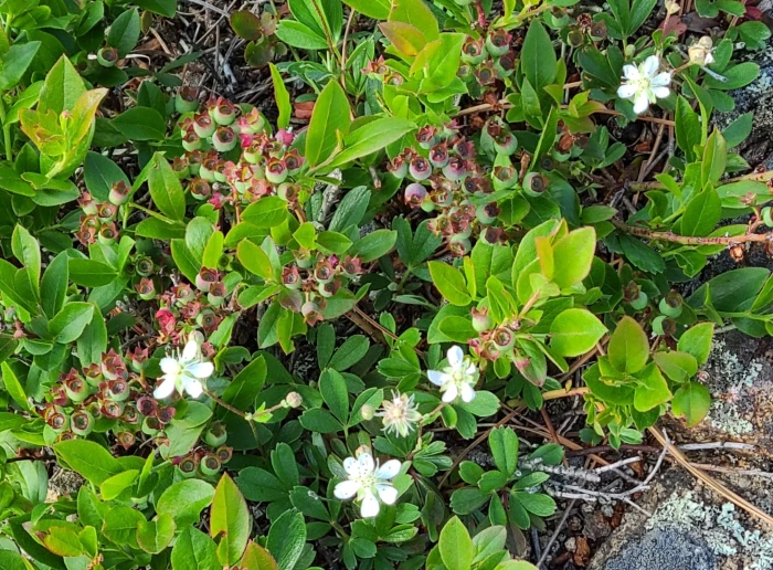 Sibbaldia tridentata image