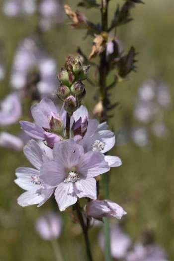 Sidalcea campestris image