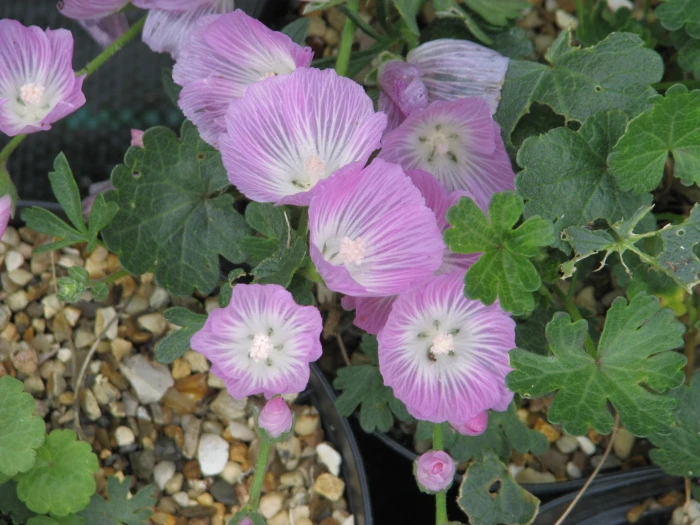 Sidalcea malviflora image