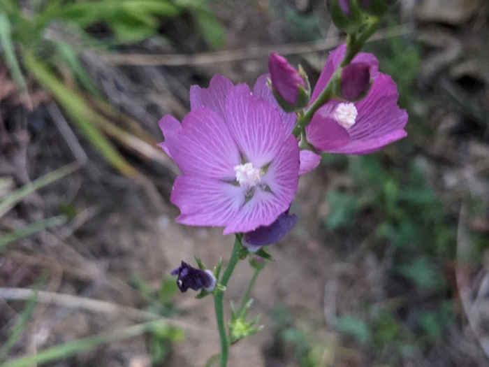 Sidalcea oregana image