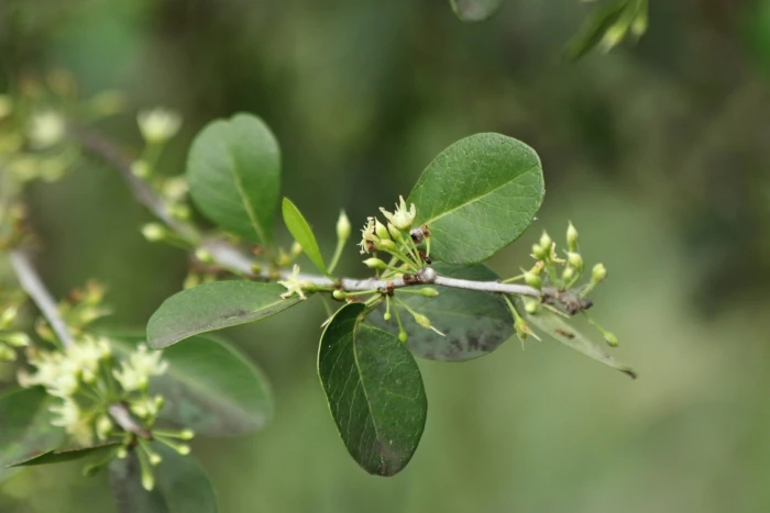 Sideroxylon celastrinum image