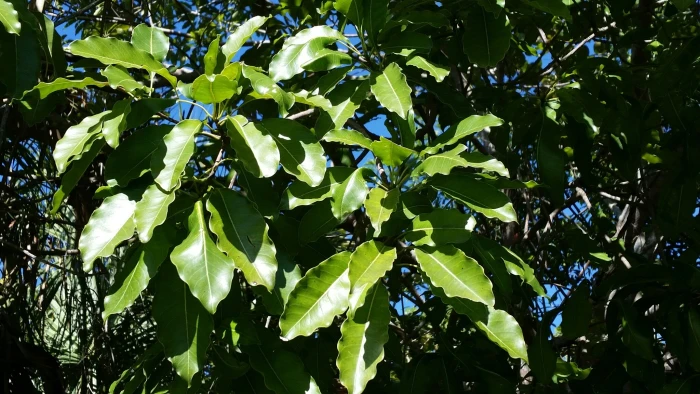 Sideroxylon foetidissimum image