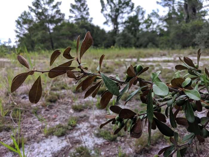 Sideroxylon tenax image