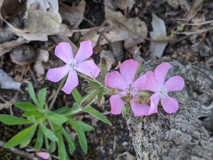 Silene caroliniana image