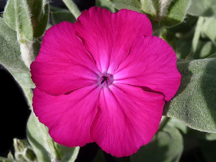 Silene coronaria image