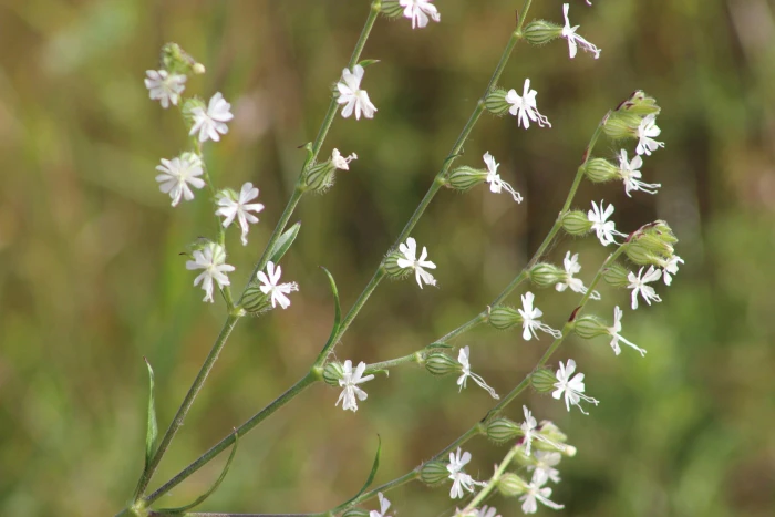 Silene dichotoma image