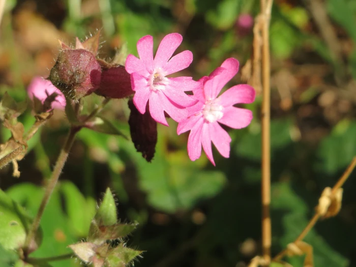 Silene dioica image