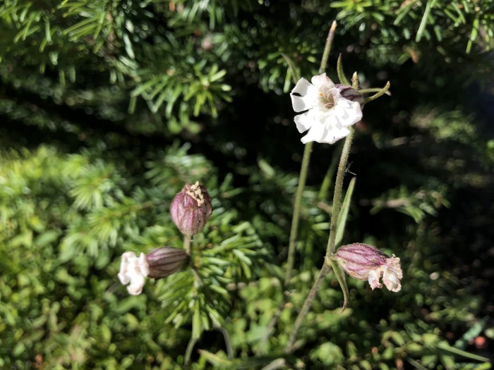 Silene drummondii image