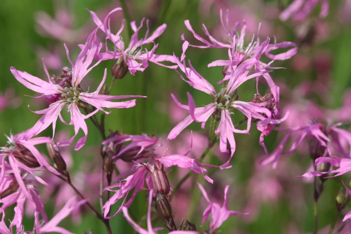 Silene flos-cuculi image
