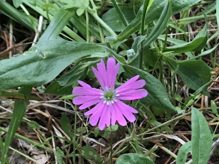 Silene hookeri image