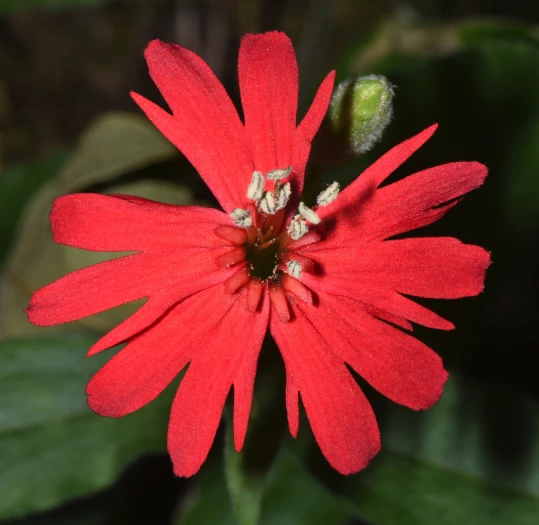 Silene californica image