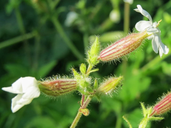 Silene latifolia image