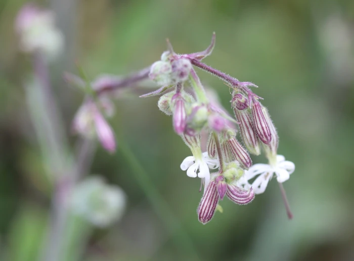 Silene nutans image