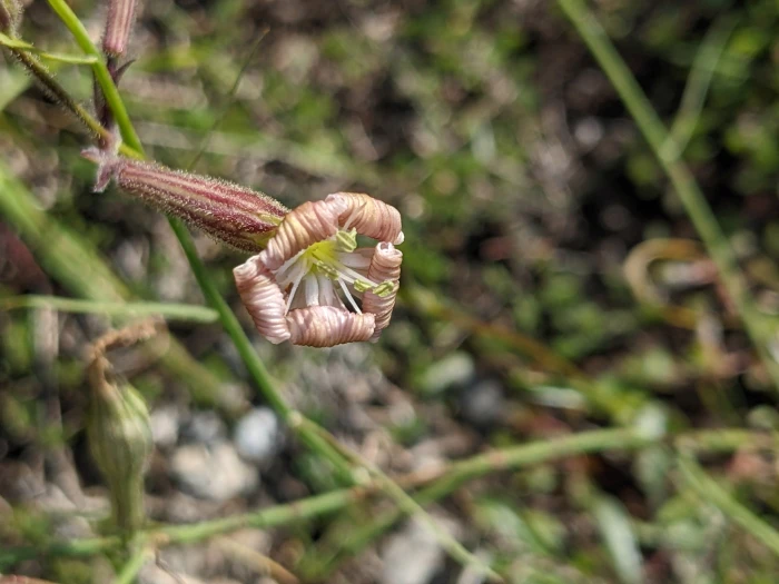 Silene paradoxa image