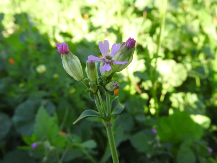 Silene rubella image