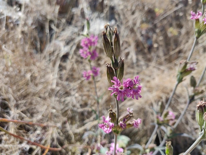 Silene scouleri image