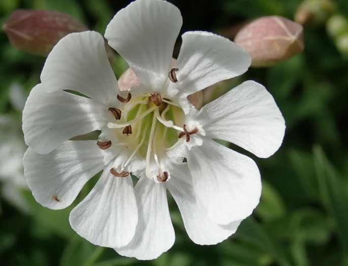Silene uniflora image