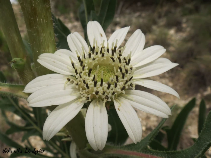 Silphium albiflorum image