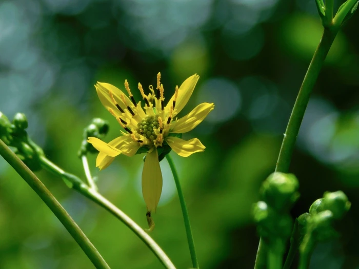 Silphium compositum image
