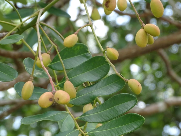 Simarouba glauca image