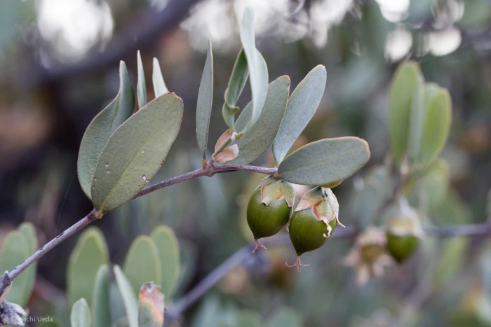Simmondsia chinensis image