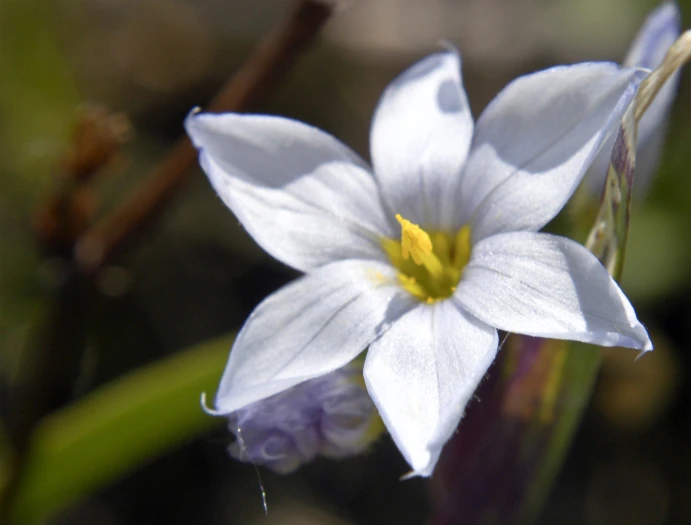Sisyrinchium albidum image