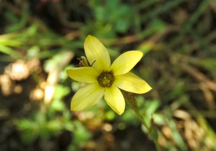 Sisyrinchium arenarium image