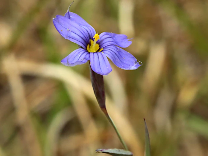 Sisyrinchium atlanticum image