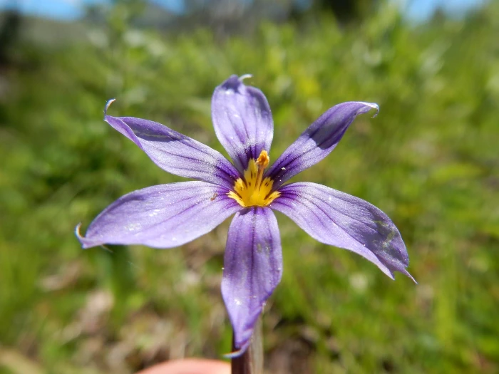 Sisyrinchium idahoense image