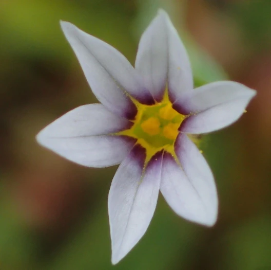 Sisyrinchium micranthum image