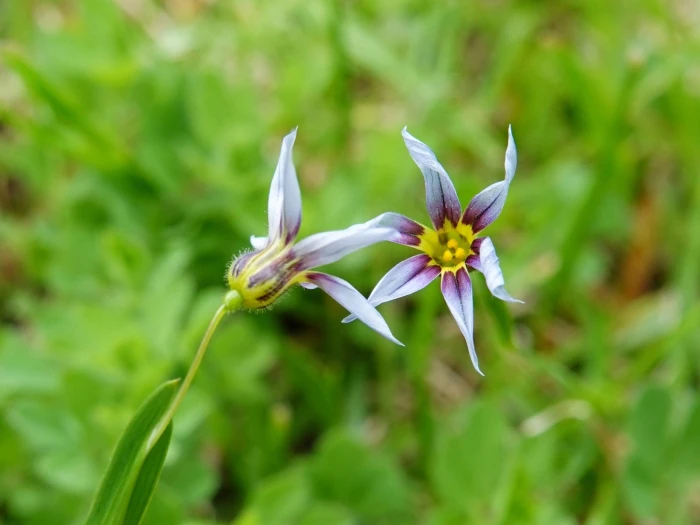 Sisyrinchium rosulatum image