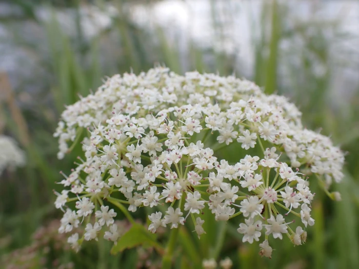Sium latifolium image