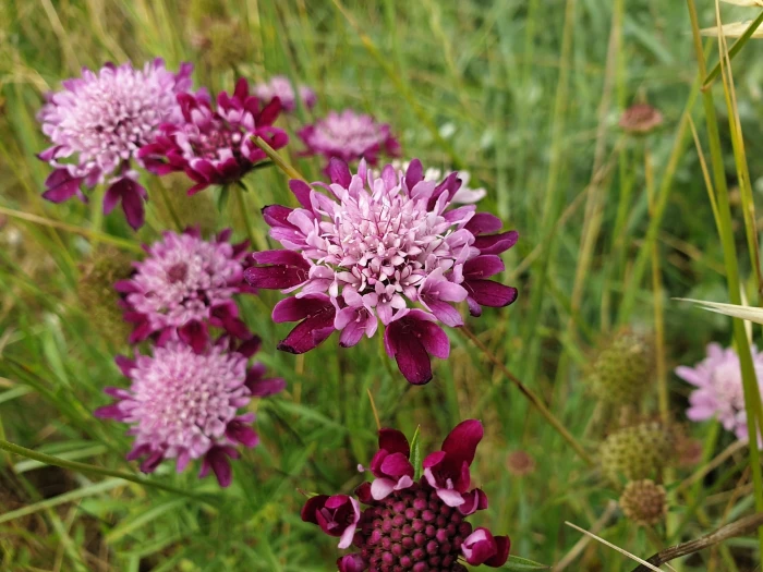 Sixalix atropurpurea image