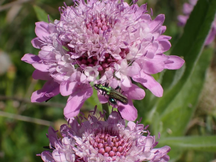 Sixalix maritima image