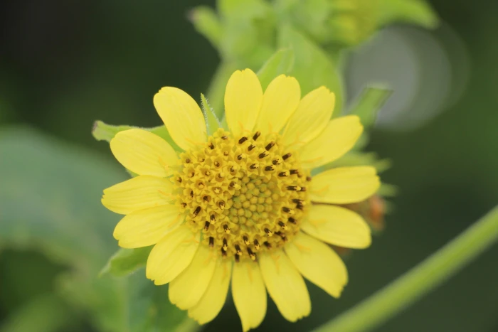 Smallanthus sonchifolius image