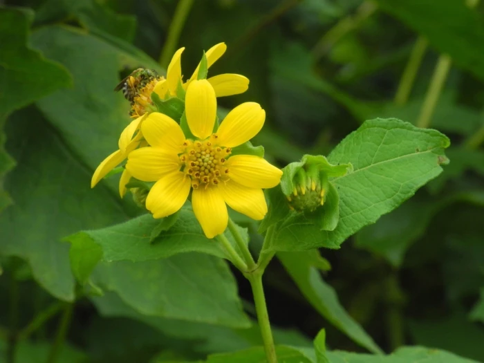 Smallanthus uvedalia image