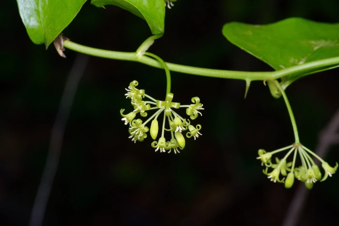 Smilax bona-nox image