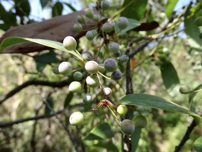 Smilax glabra image