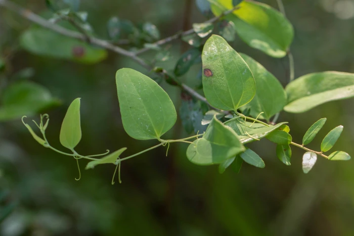 Smilax glauca image