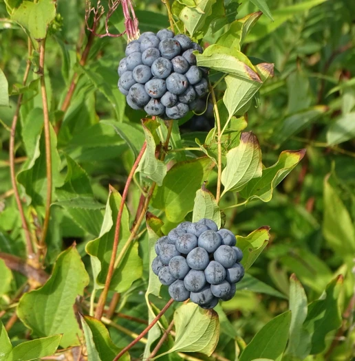 Smilax herbacea image