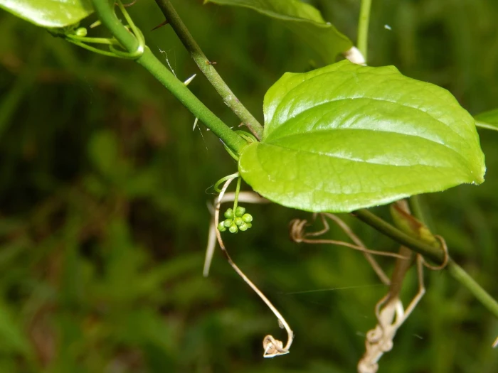 Smilax hispida image