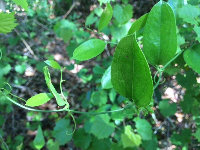 Smilax laurifolia image