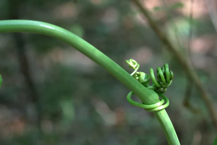 Smilax maritima image