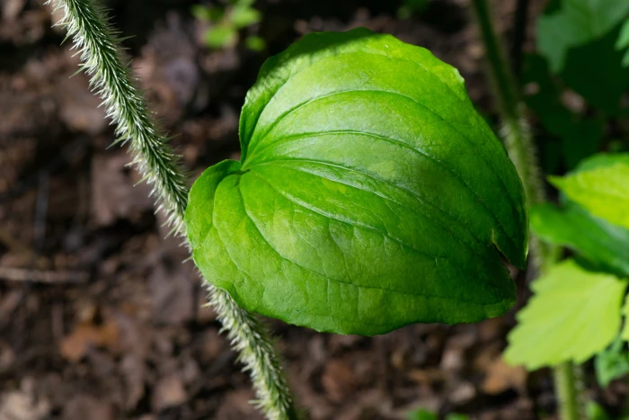 Smilax tamnoides image