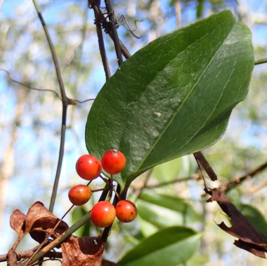 Smilax walteri image