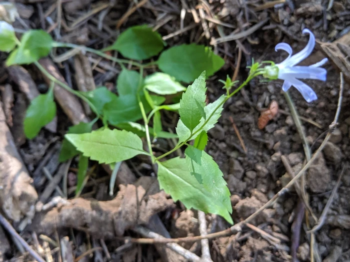 Smithiastrum prenanthoides image