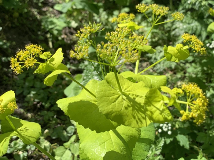 Smyrnium perfoliatum image